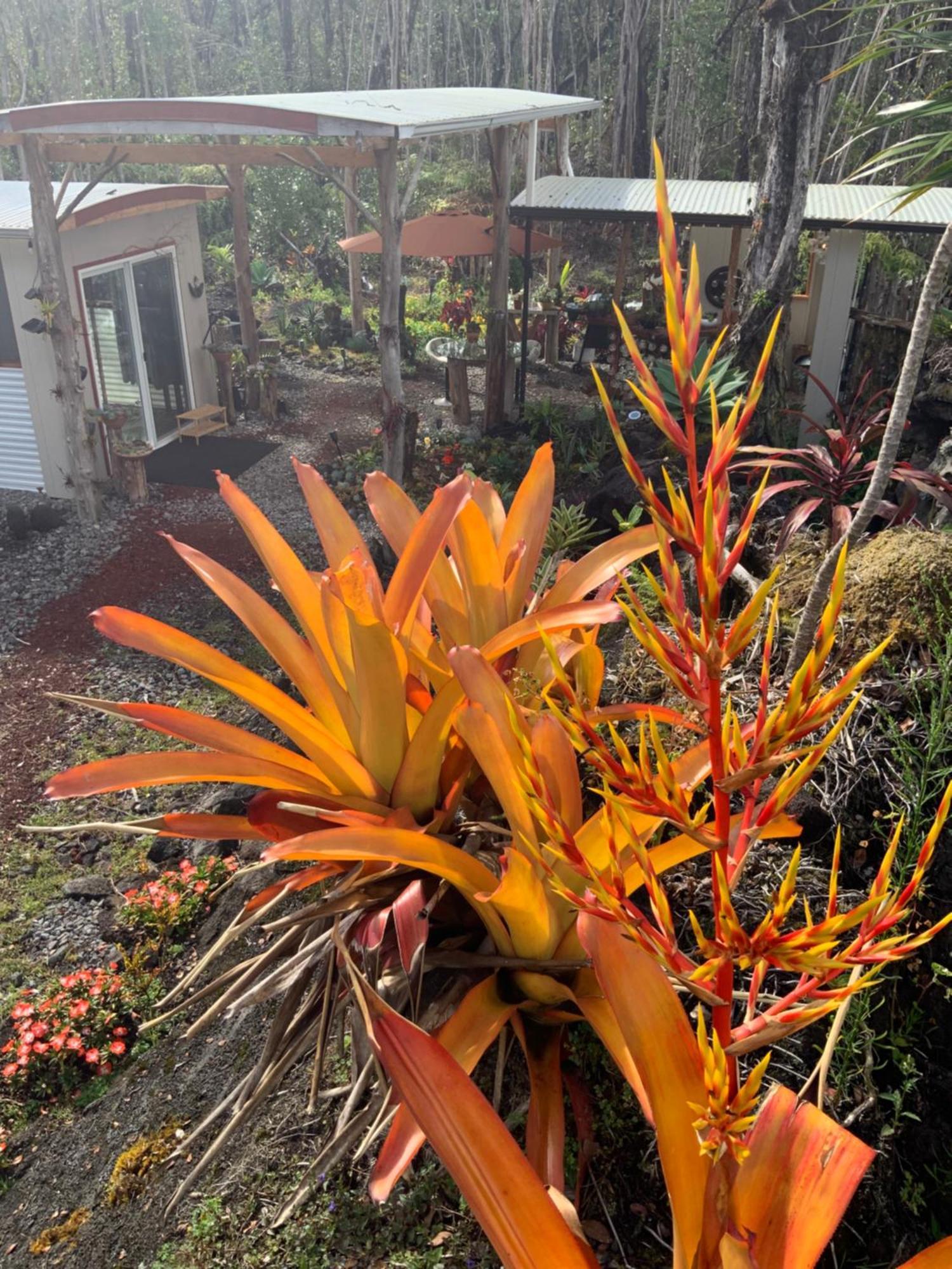 Exotic Garden Cottage At Amazing Volcano Fissure 芒廷维尤 外观 照片