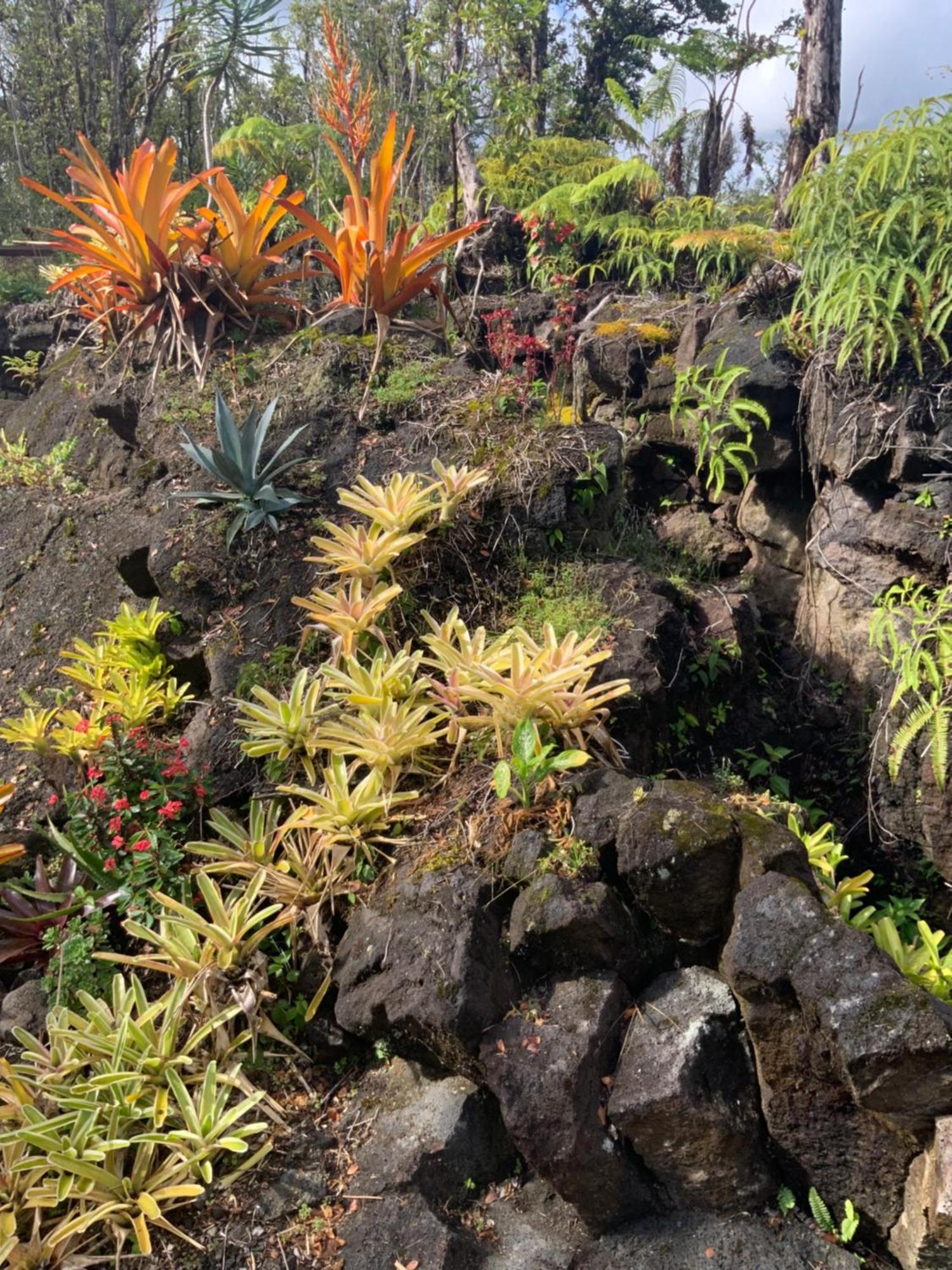 Exotic Garden Cottage At Amazing Volcano Fissure 芒廷维尤 外观 照片