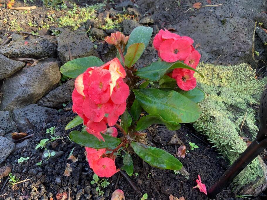 Exotic Garden Cottage At Amazing Volcano Fissure 芒廷维尤 外观 照片