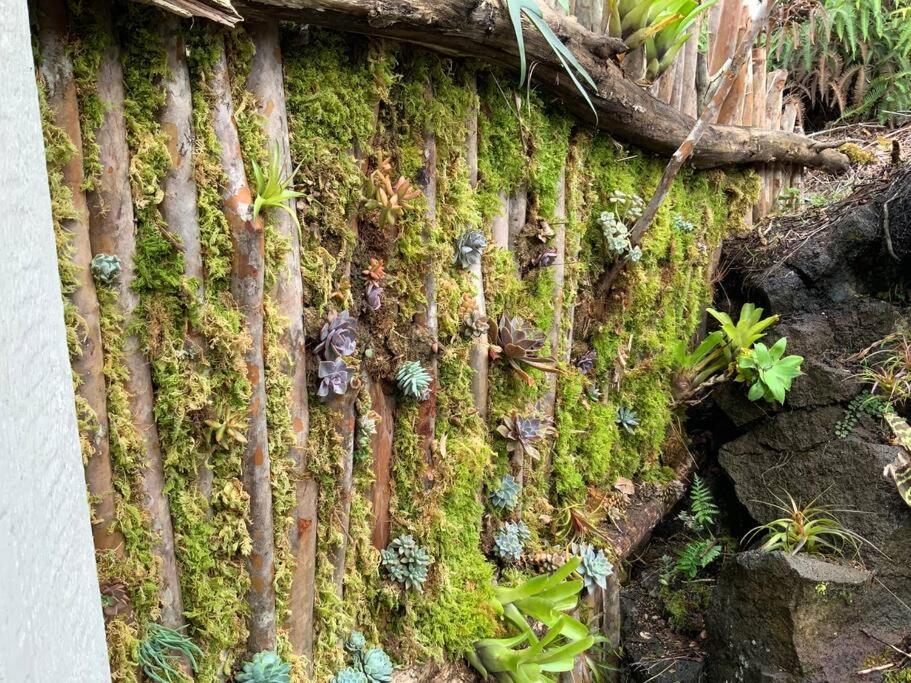 Exotic Garden Cottage At Amazing Volcano Fissure 芒廷维尤 外观 照片